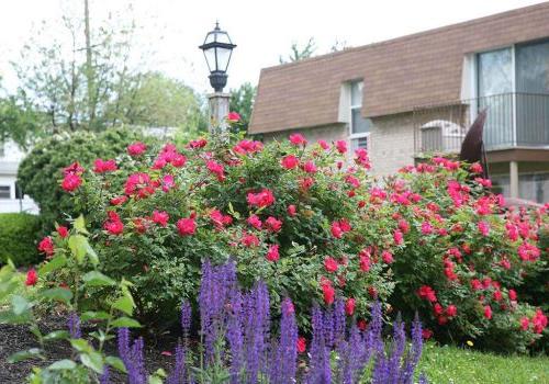 宾夕法尼亚州诺里斯敦450套出租的绿色bbin外，开着粉红色和紫色花朵的花园